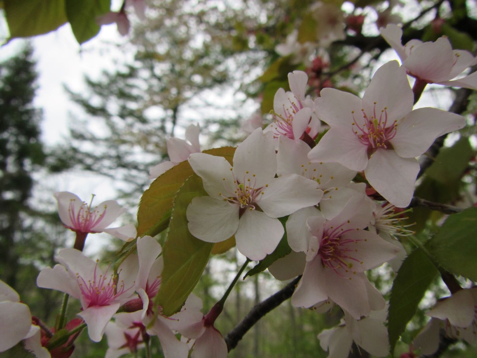 ５月野尻（山桜）JPG